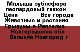 Малыши эублефара ( леопардовый геккон) › Цена ­ 1 500 - Все города Животные и растения » Грызуны и Рептилии   . Новгородская обл.,Великий Новгород г.